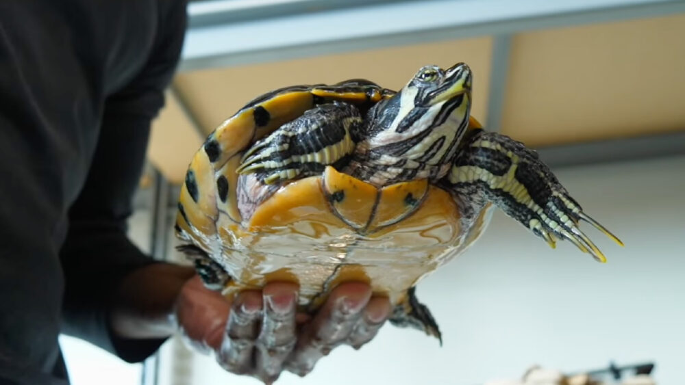Very cute turtle being held